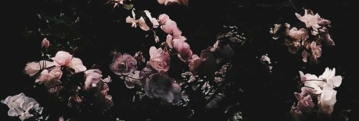 Red-ish pink flowers on a black background